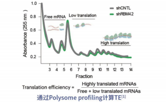 polysome profiling（多聚核糖体图谱分析）——解析翻译调控机制的金标准