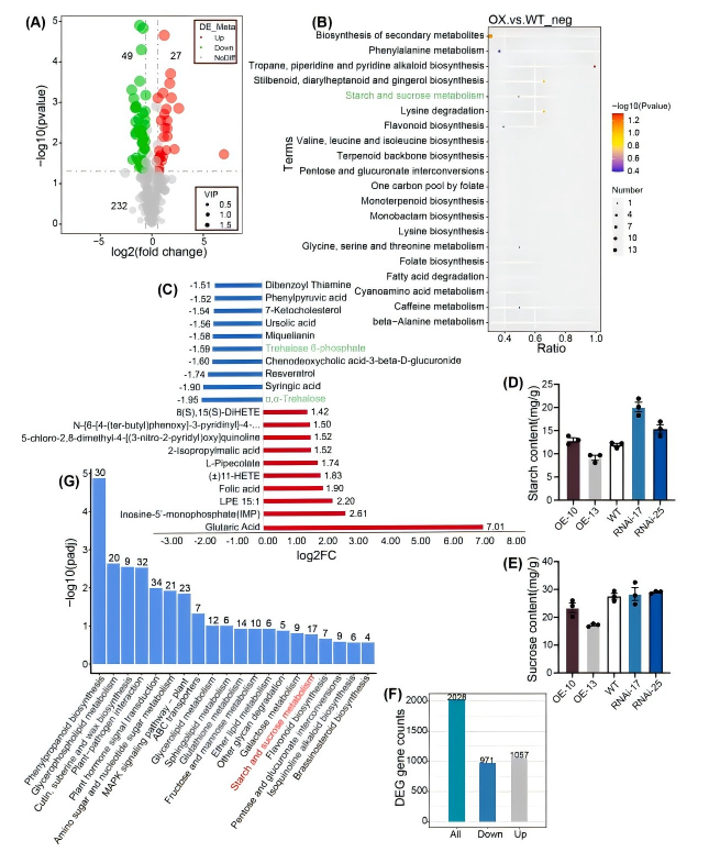 圖四.png Ind Crop Prod(IF=6.2)|DAP-seq助力揭示ERF194調控楊樹葉片發育的機制