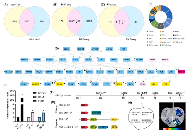 圖七.png Ind Crop Prod(IF=6.2)|DAP-seq助力揭示ERF194調控楊樹葉片發育的機制