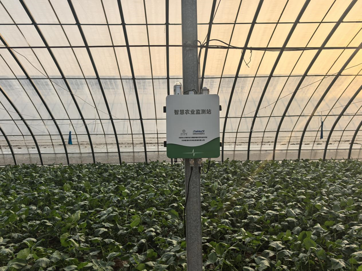 智易时代智能产品双管齐下 赋能沙窝萝卜产业降本增效