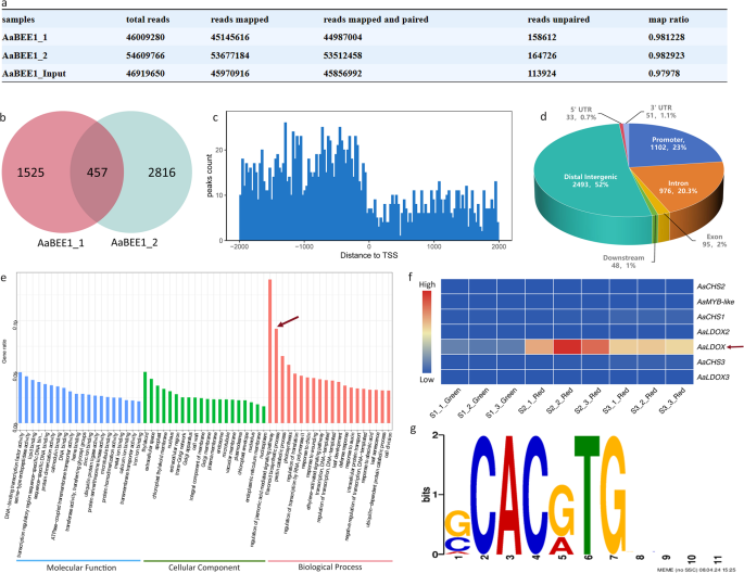 DAP-seq实用研究思路助力植物转录调控研究